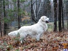 Int Champion -Rocky available Golden Retriever puppy located in HAYWARD